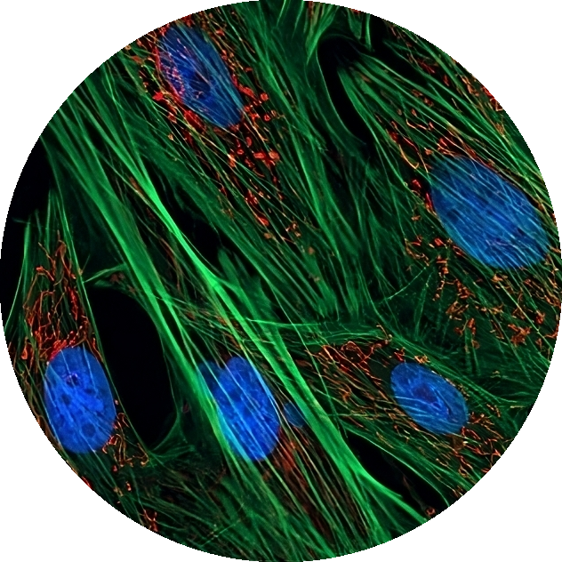 cells fluorescent microscopy